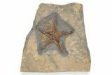 Exceptionally Preserved Fossil Starfish #225763-1